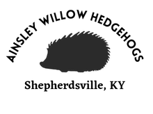 Ainsley Willow Hedgehogs